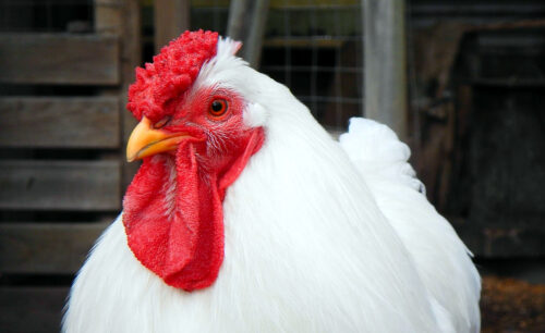 Cazuela de Pollo